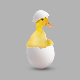 Image of Cute fluffy duckling hatched from egg on grey background