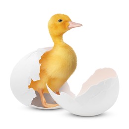 Image of Cute fluffy gosling hatched from egg on white background