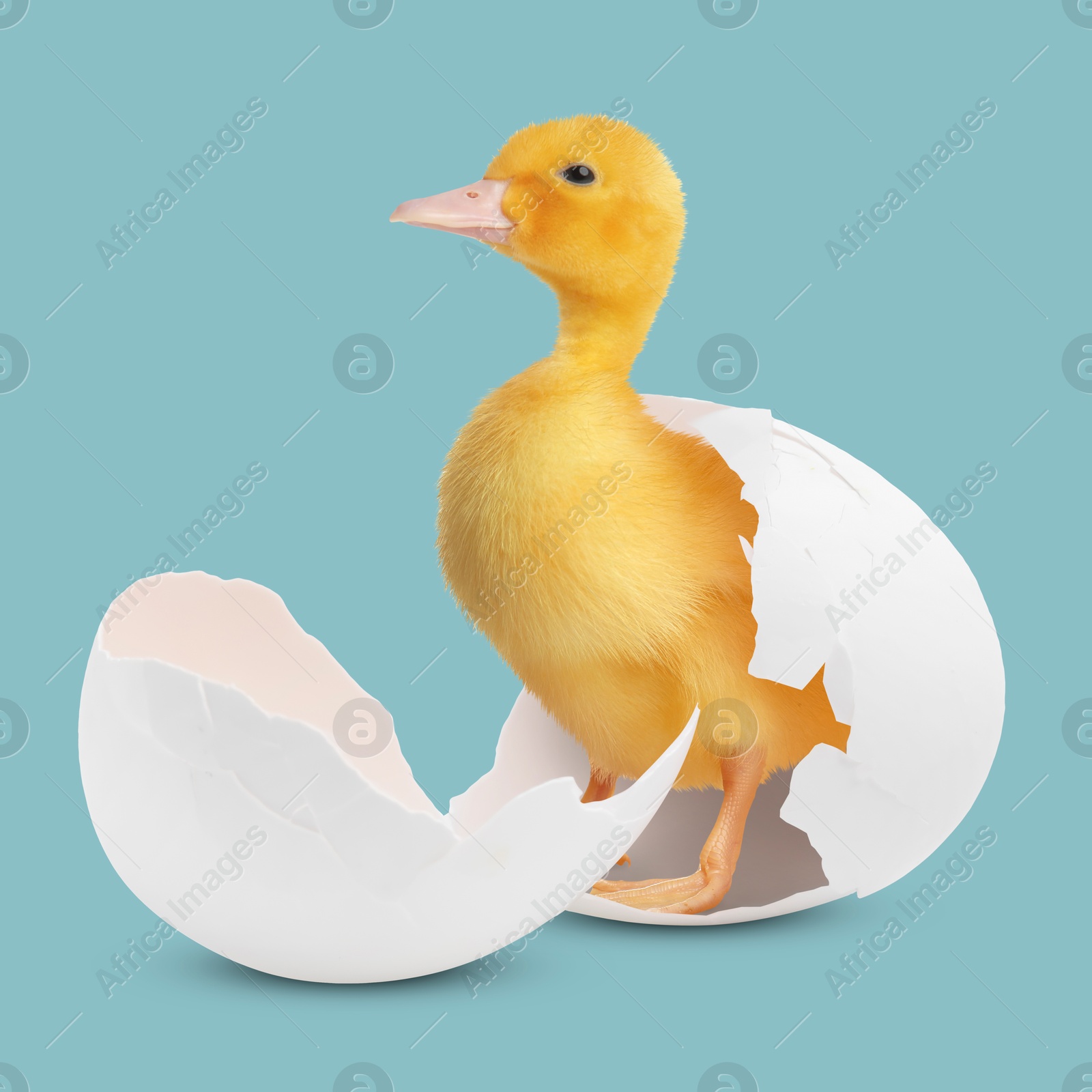 Image of Cute fluffy gosling hatched from egg on light teal background