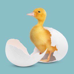 Image of Cute fluffy gosling hatched from egg on light teal background