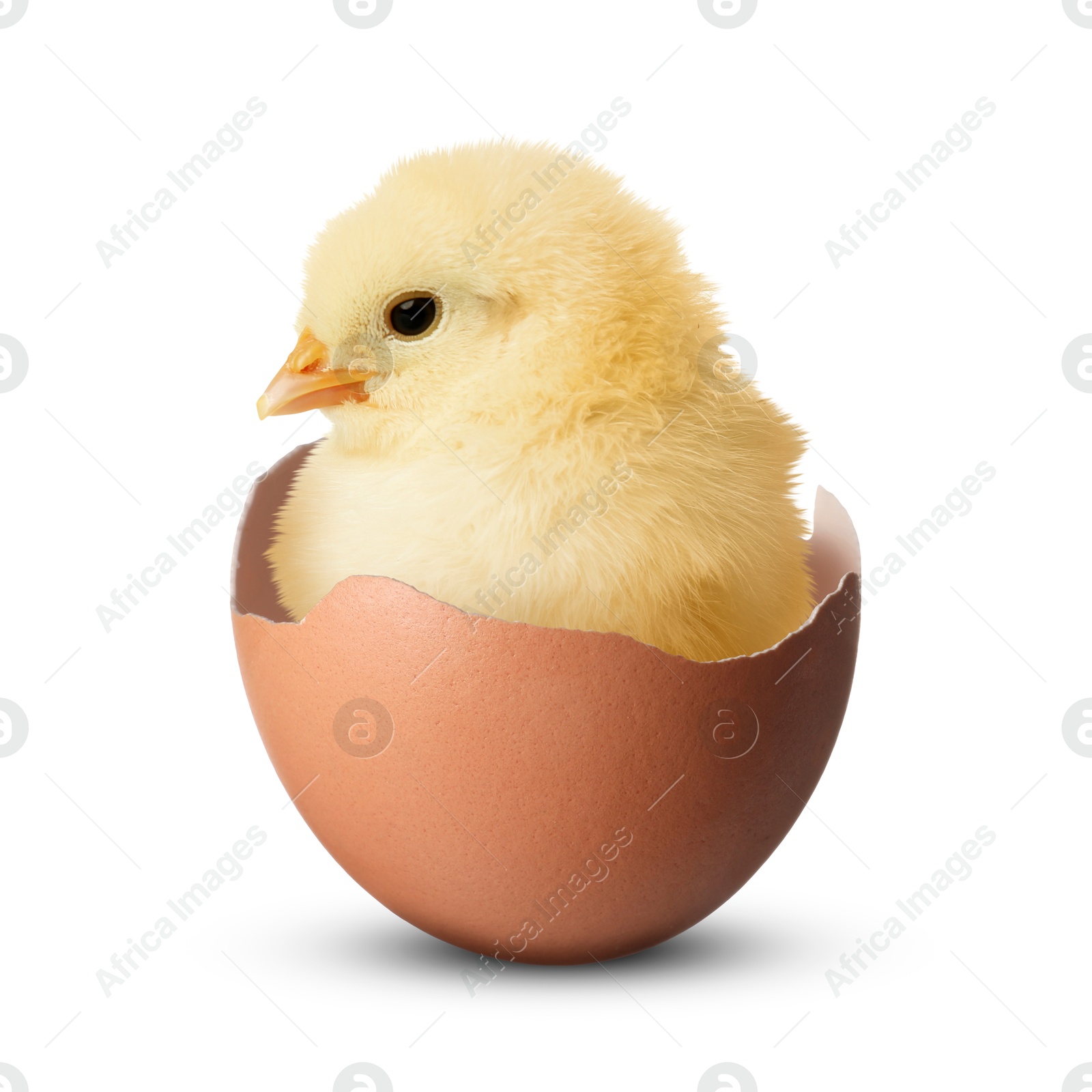 Image of Cute fluffy chick hatched from egg on white background