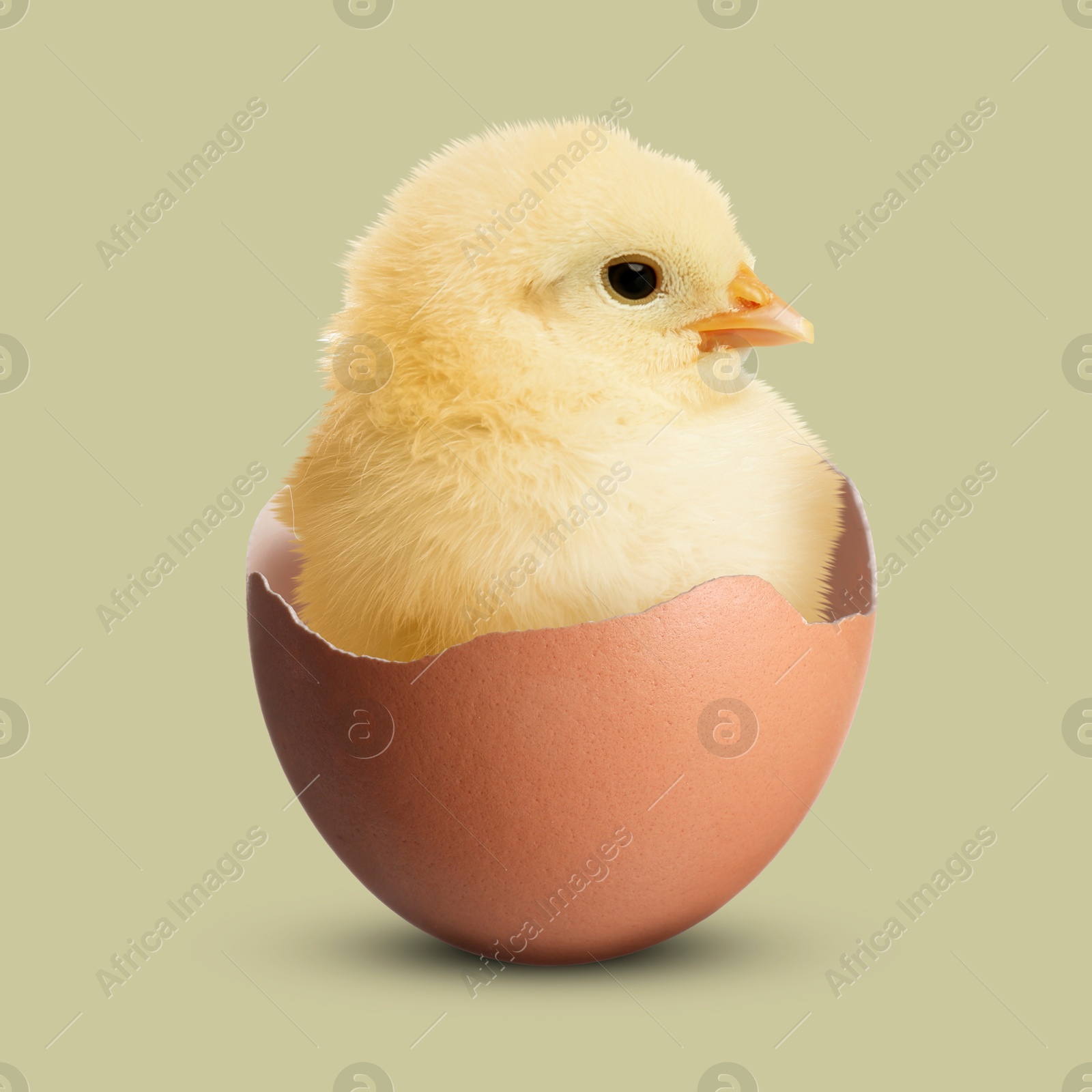 Image of Cute fluffy chick hatched from egg on color background