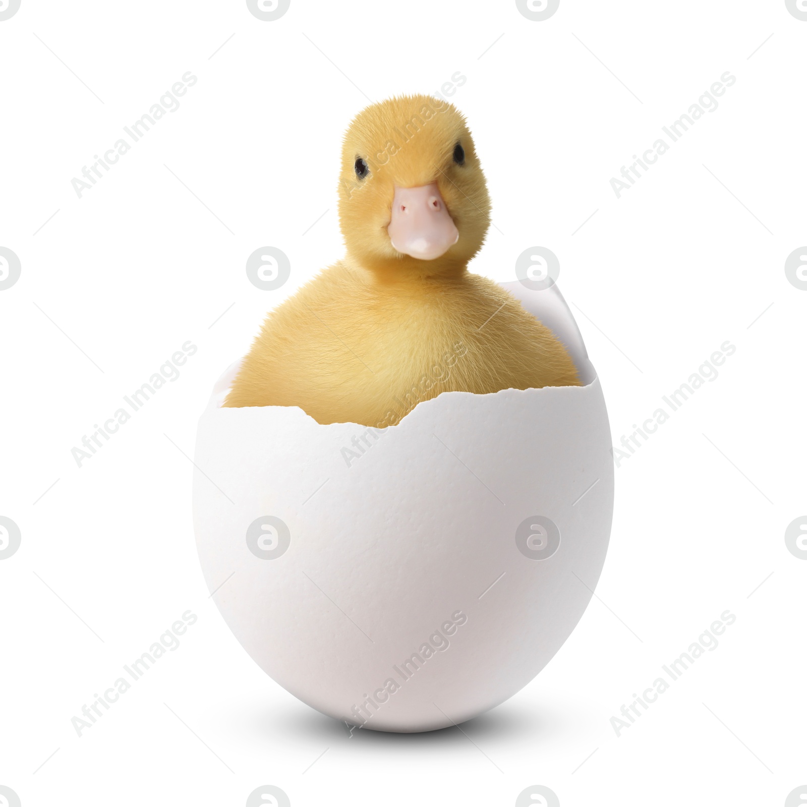 Image of Cute fluffy gosling hatched from egg on white background