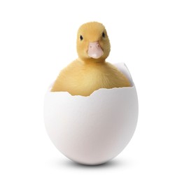 Image of Cute fluffy gosling hatched from egg on white background