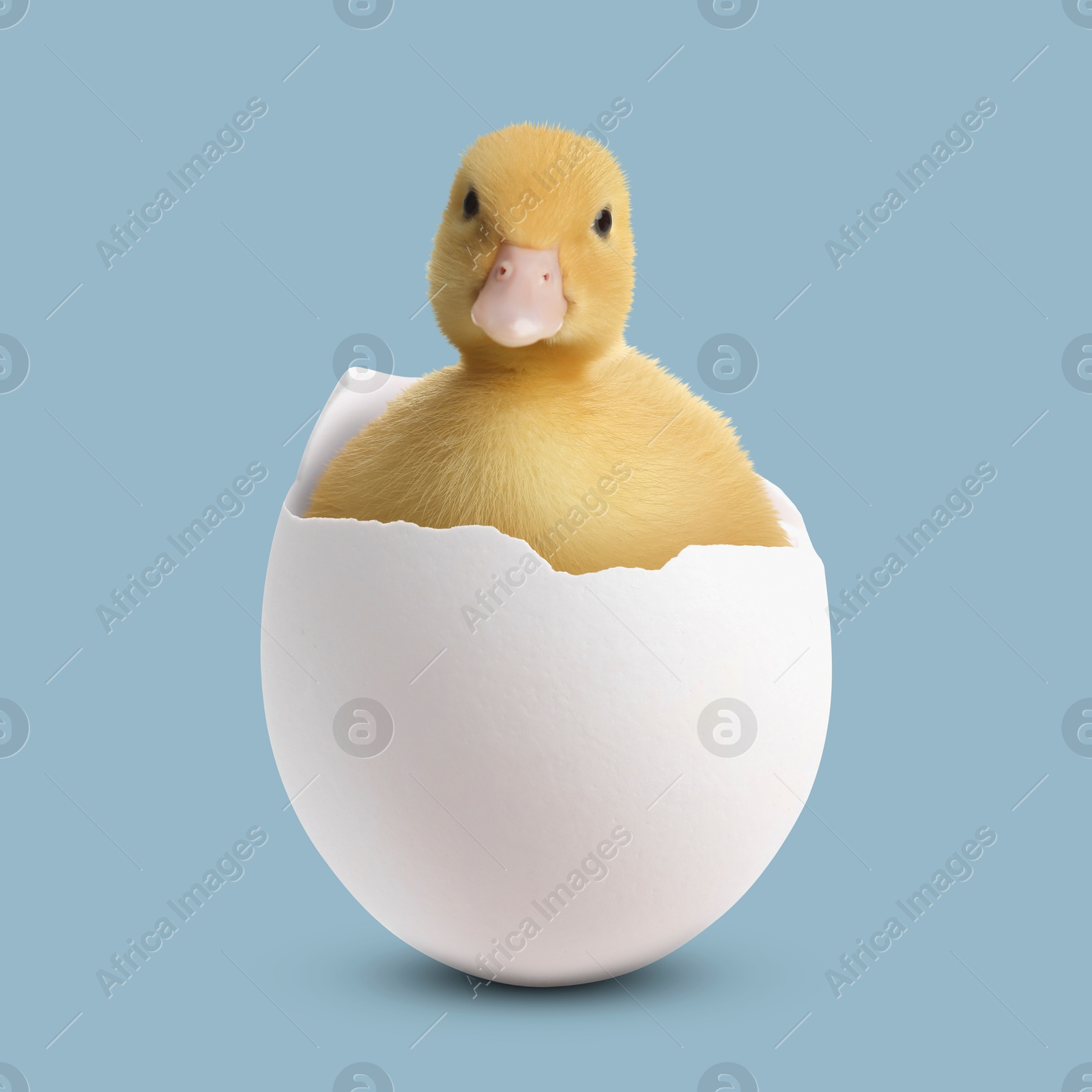 Image of Cute fluffy gosling hatched from egg on pale light blue background