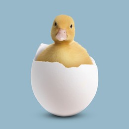 Image of Cute fluffy gosling hatched from egg on pale light blue background