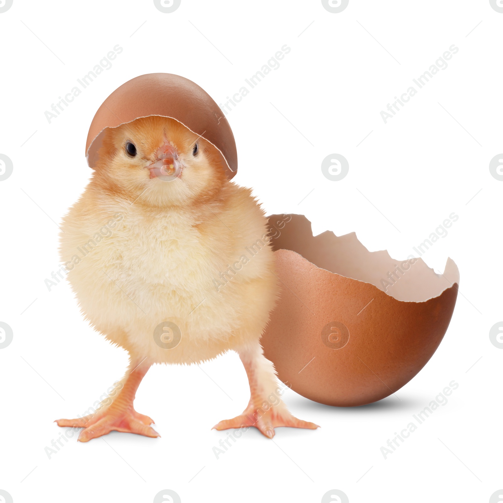 Image of Cute fluffy chick hatched from egg on white background