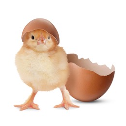 Image of Cute fluffy chick hatched from egg on white background