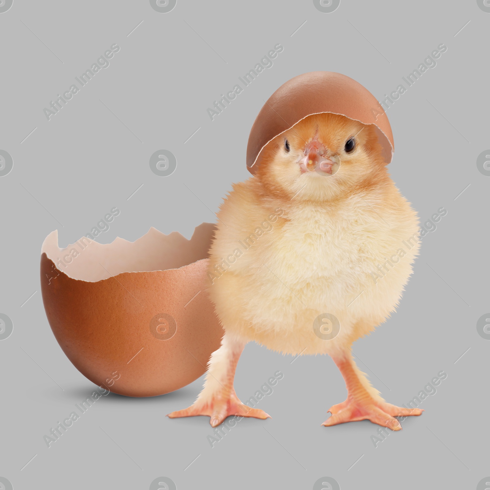 Image of Cute fluffy chick hatched from egg on grey background