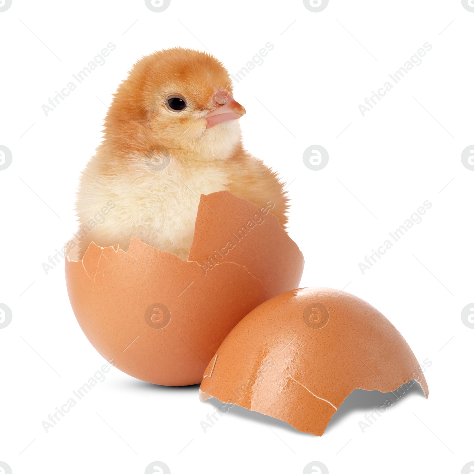 Image of Cute fluffy chick hatched from egg on white background