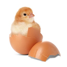 Cute fluffy chick hatched from egg on white background