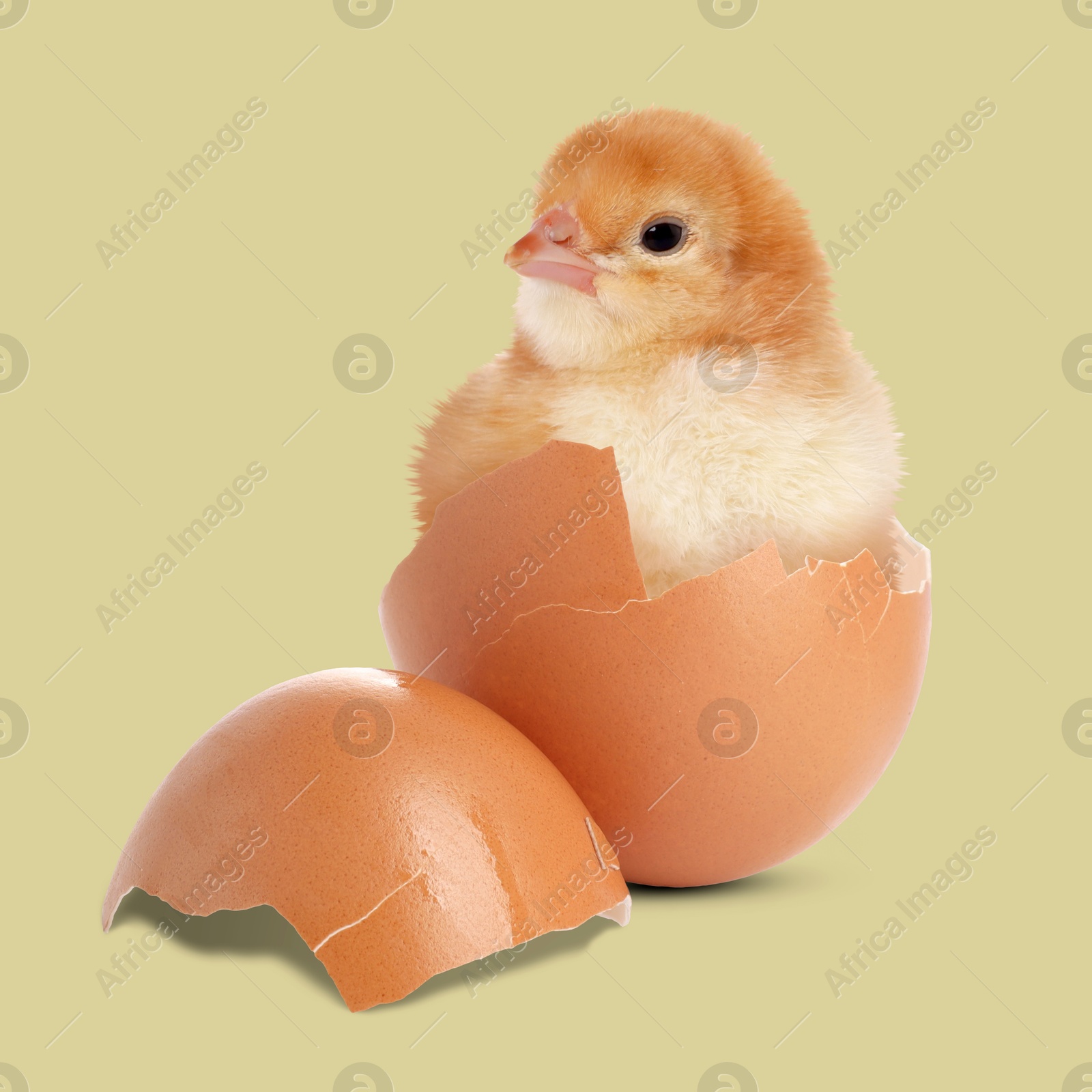 Image of Cute fluffy chick hatched from egg on color background