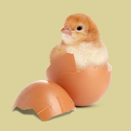 Cute fluffy chick hatched from egg on color background