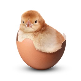 Image of Cute fluffy chick hatched from egg on white background