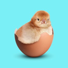 Image of Cute fluffy chick hatched from egg on light blue background