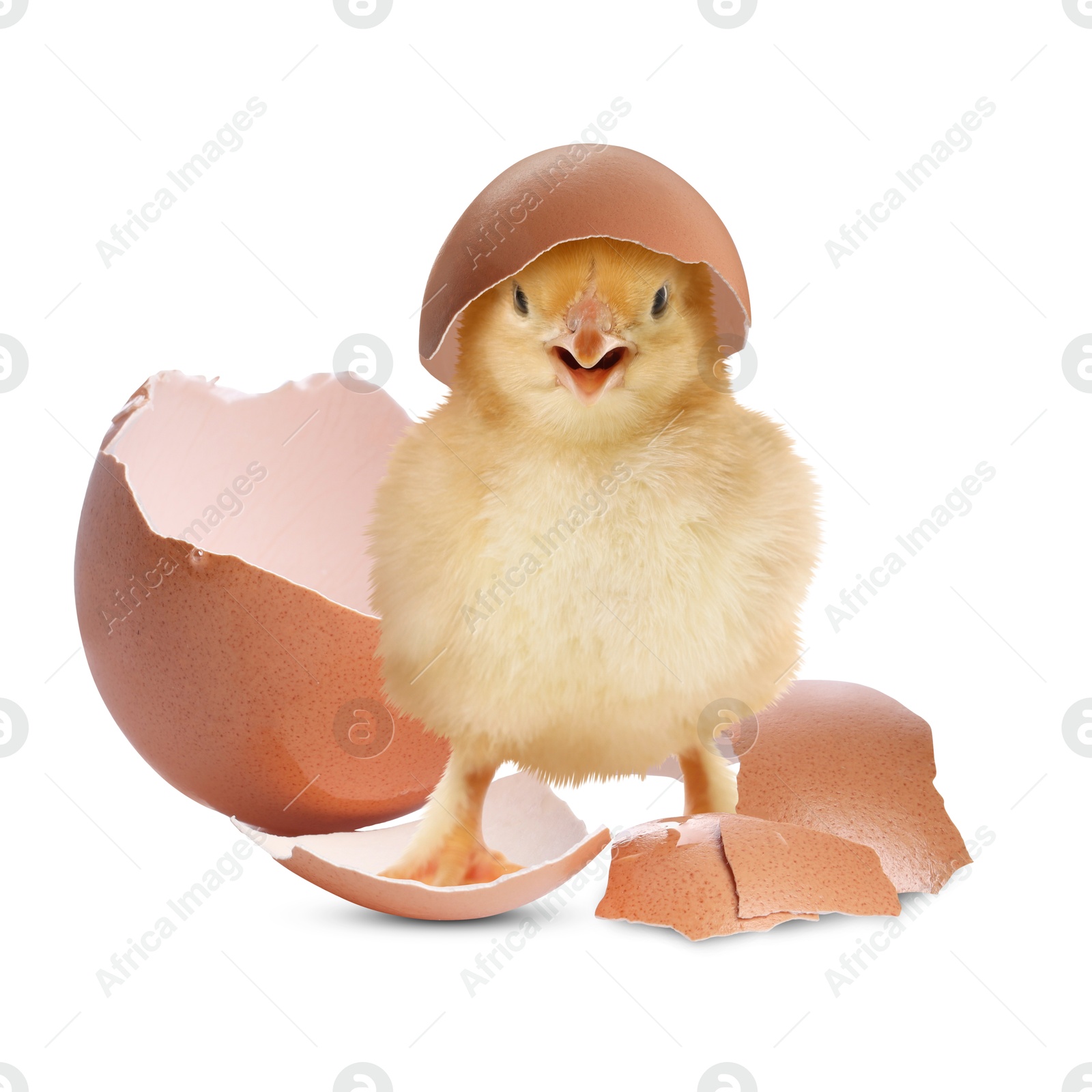 Image of Cute fluffy chick hatched from egg on white background