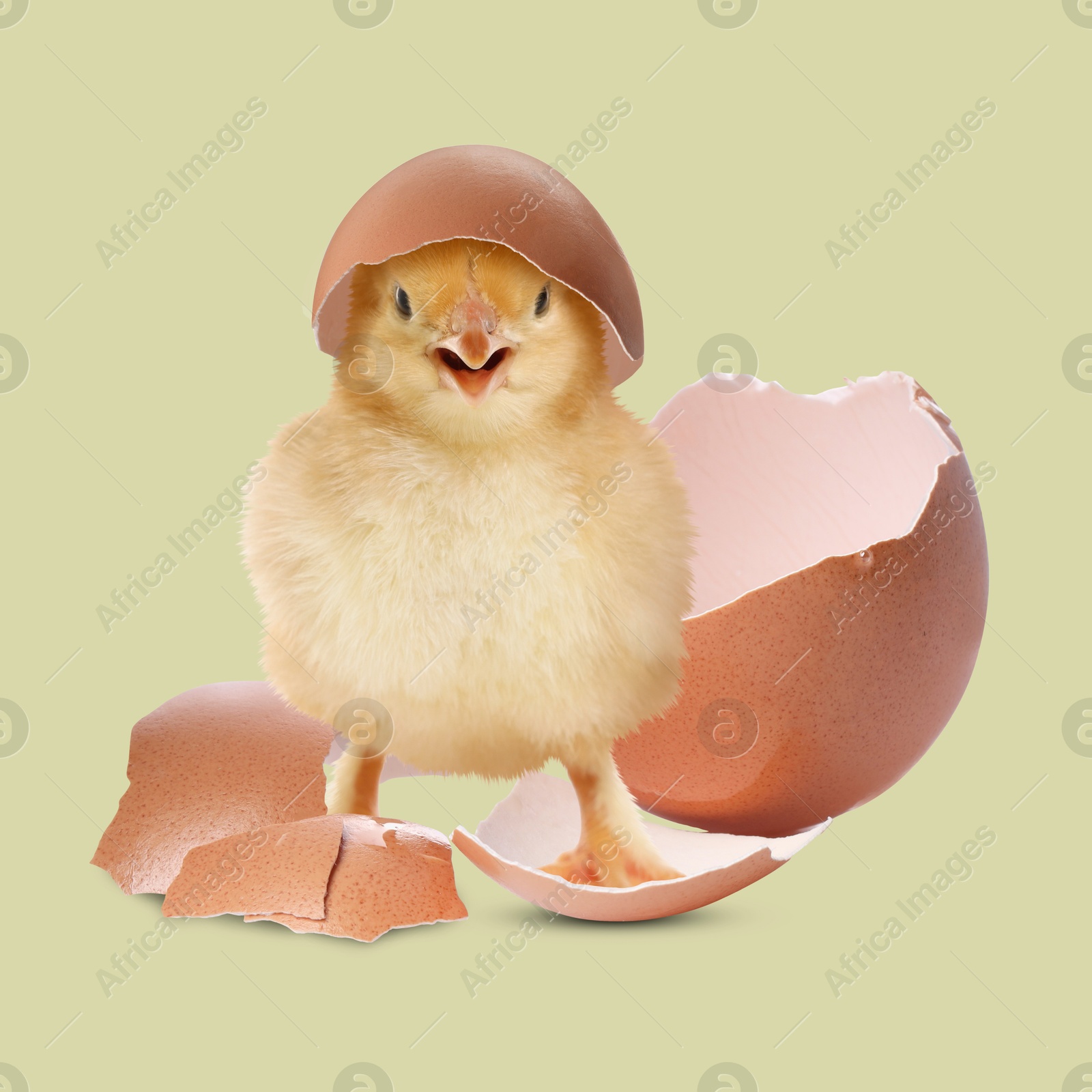 Image of Cute fluffy chick hatched from egg on color background