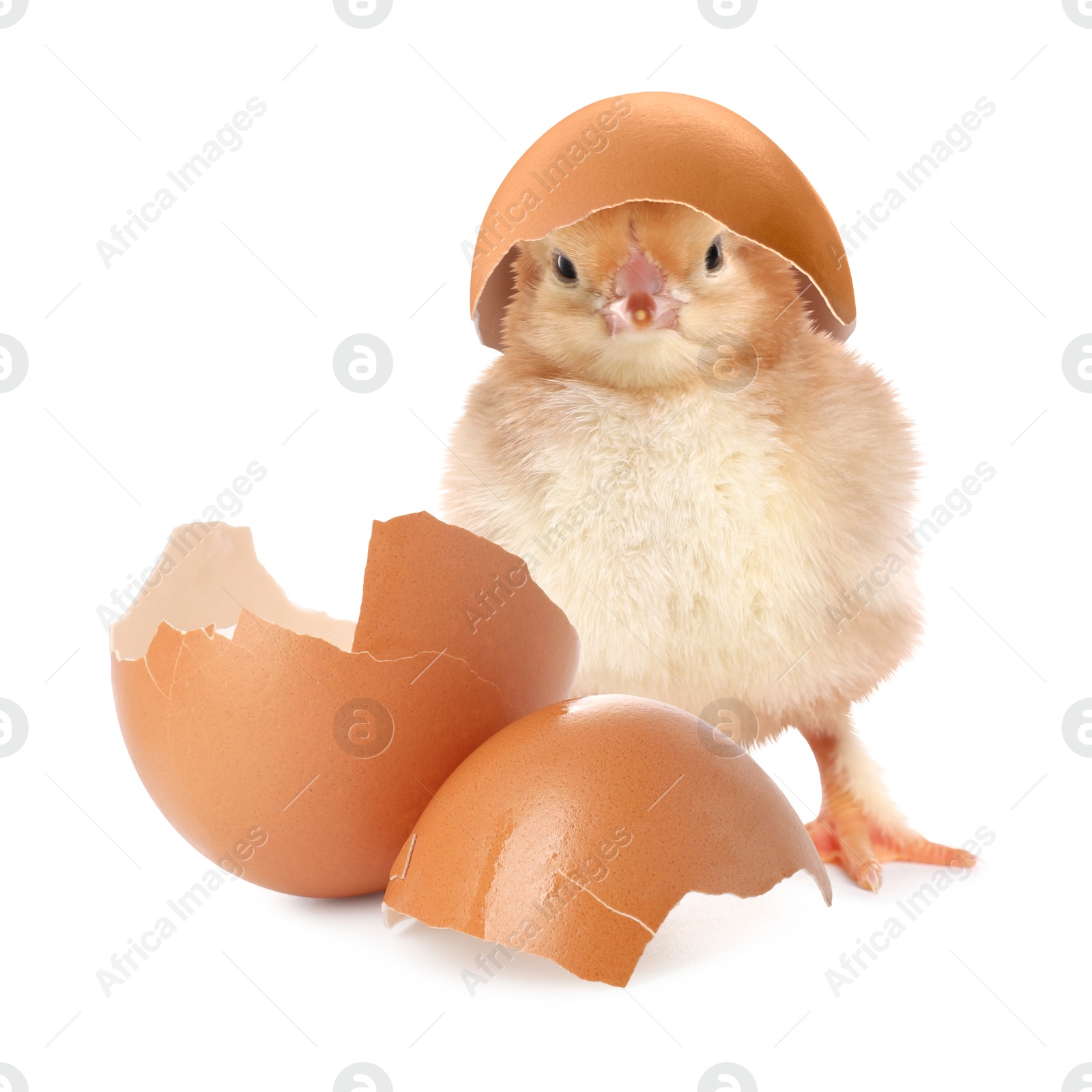 Image of Cute fluffy chick hatched from egg on white background