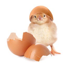 Cute fluffy chick hatched from egg on white background