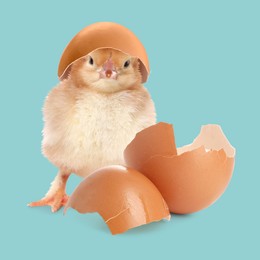 Image of Cute fluffy chick hatched from egg on light blue background