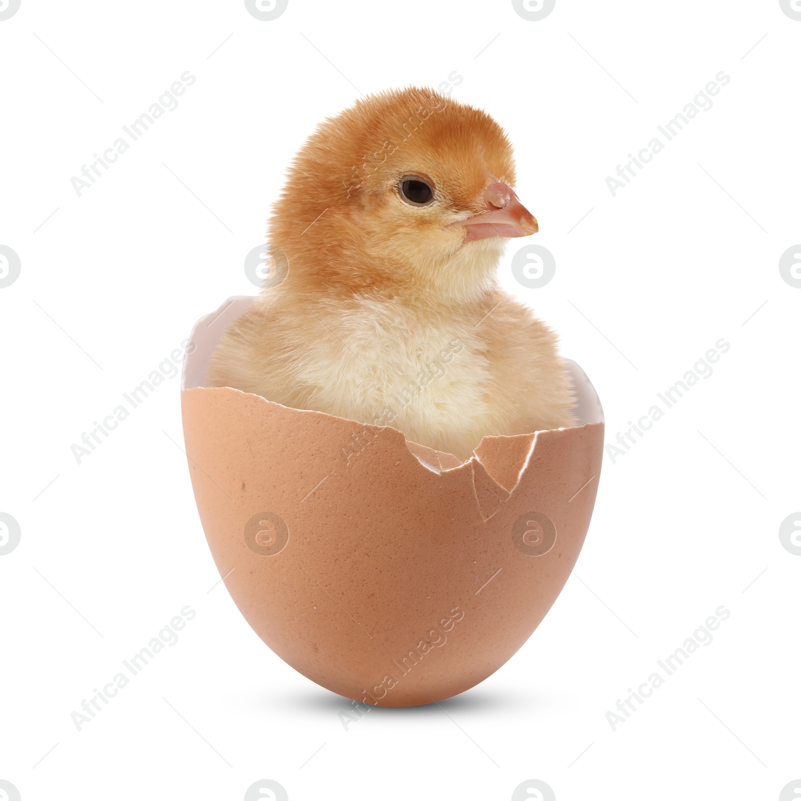 Image of Cute fluffy chick hatched from egg on white background