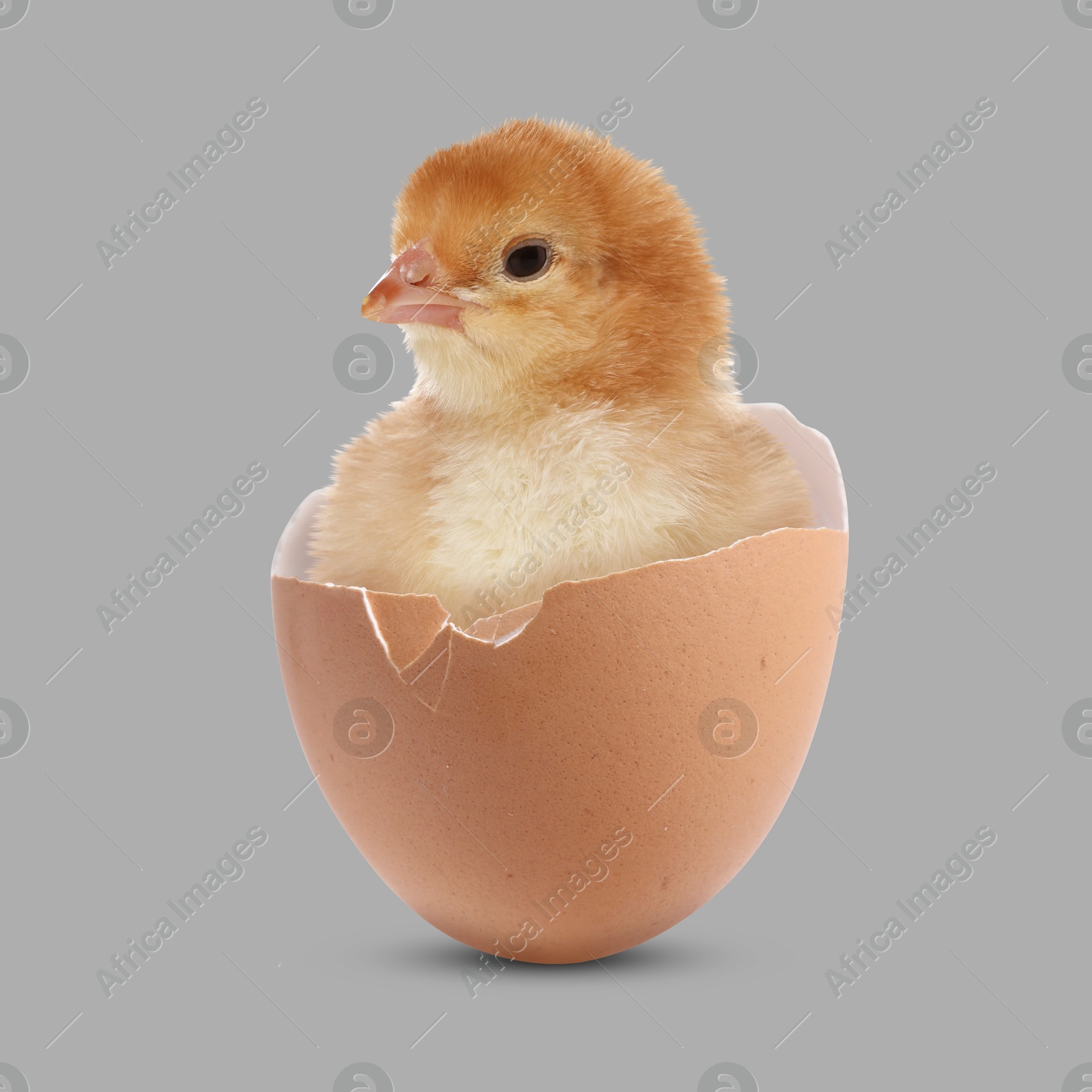 Image of Cute fluffy chick hatched from egg on grey background