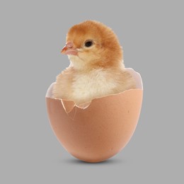 Image of Cute fluffy chick hatched from egg on grey background