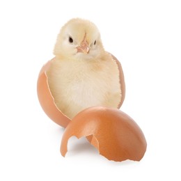 Cute fluffy chick hatched from egg on white background