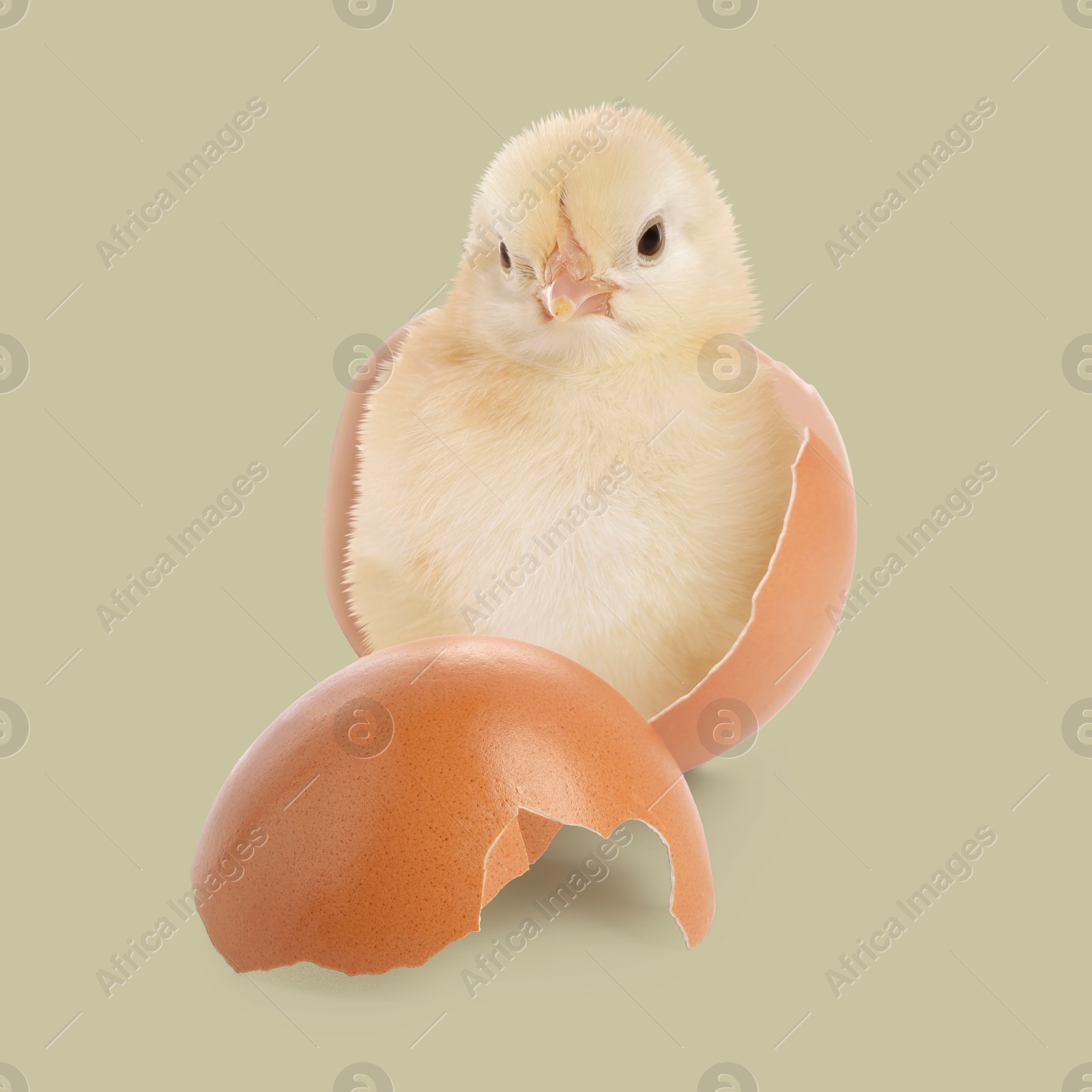 Image of Cute fluffy chick hatched from egg on greyish beige background