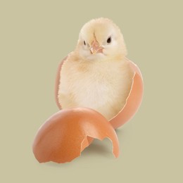 Cute fluffy chick hatched from egg on greyish beige background