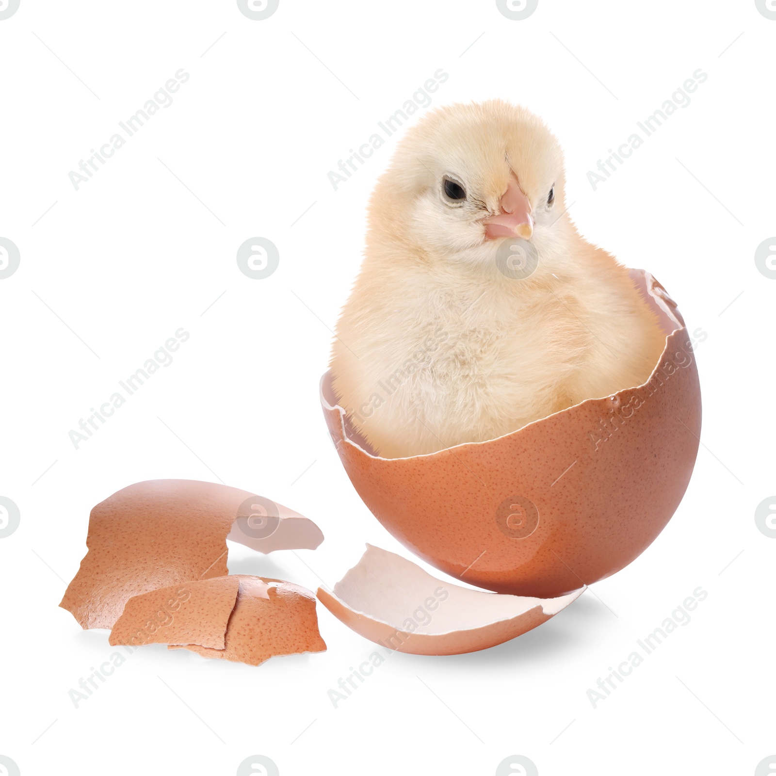 Image of Cute fluffy chick hatched from egg on white background