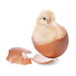 Image of Cute fluffy chick hatched from egg on white background