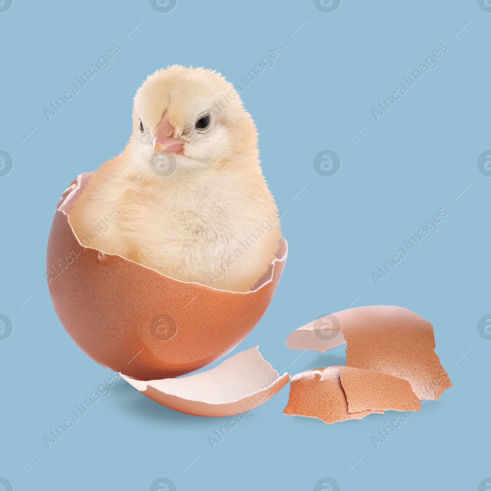 Image of Cute fluffy chick hatched from egg on light blue background