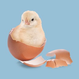 Image of Cute fluffy chick hatched from egg on light blue background