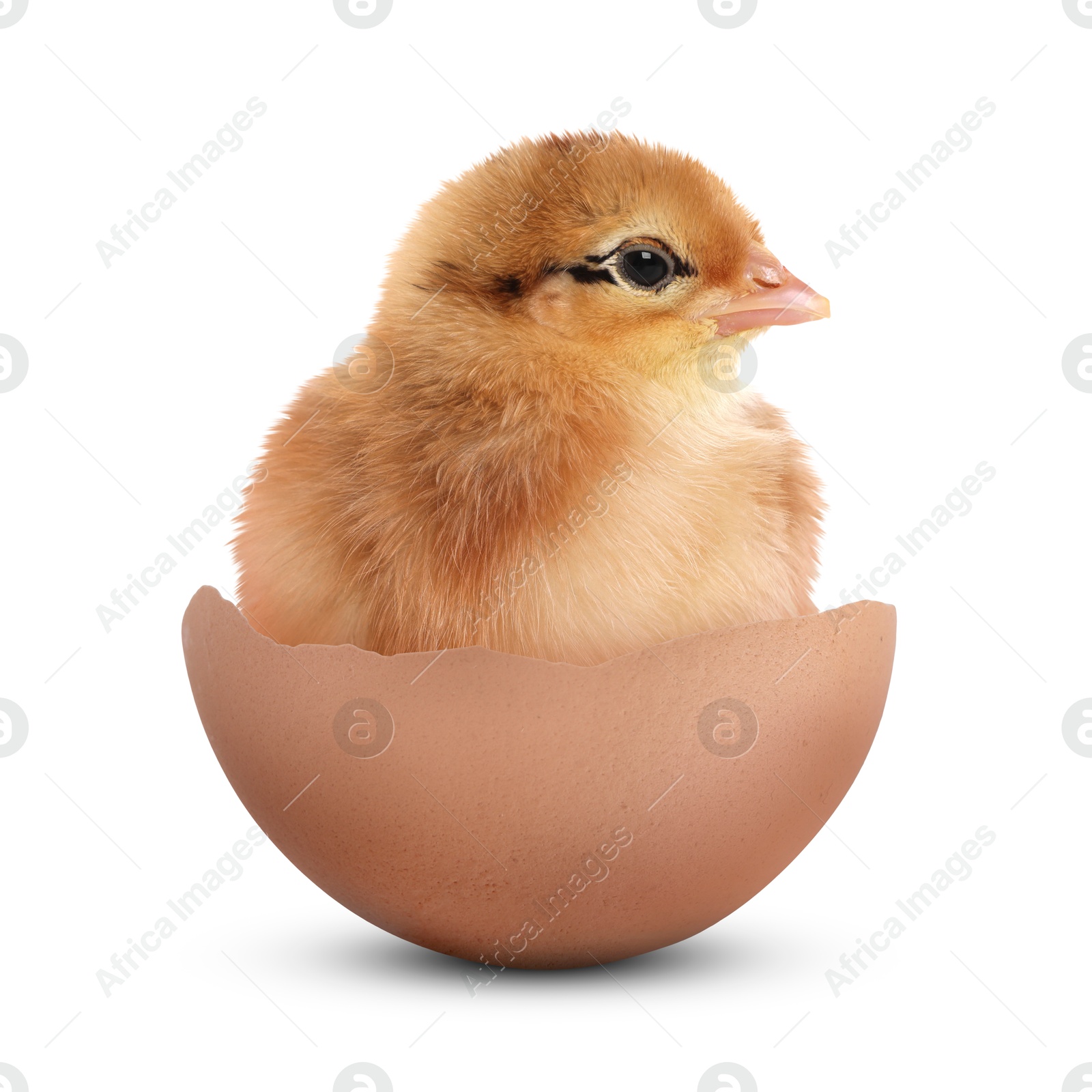 Image of Cute fluffy chick hatched from egg on white background