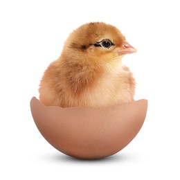 Image of Cute fluffy chick hatched from egg on white background