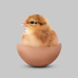 Image of Cute fluffy chick hatched from egg on light grey background