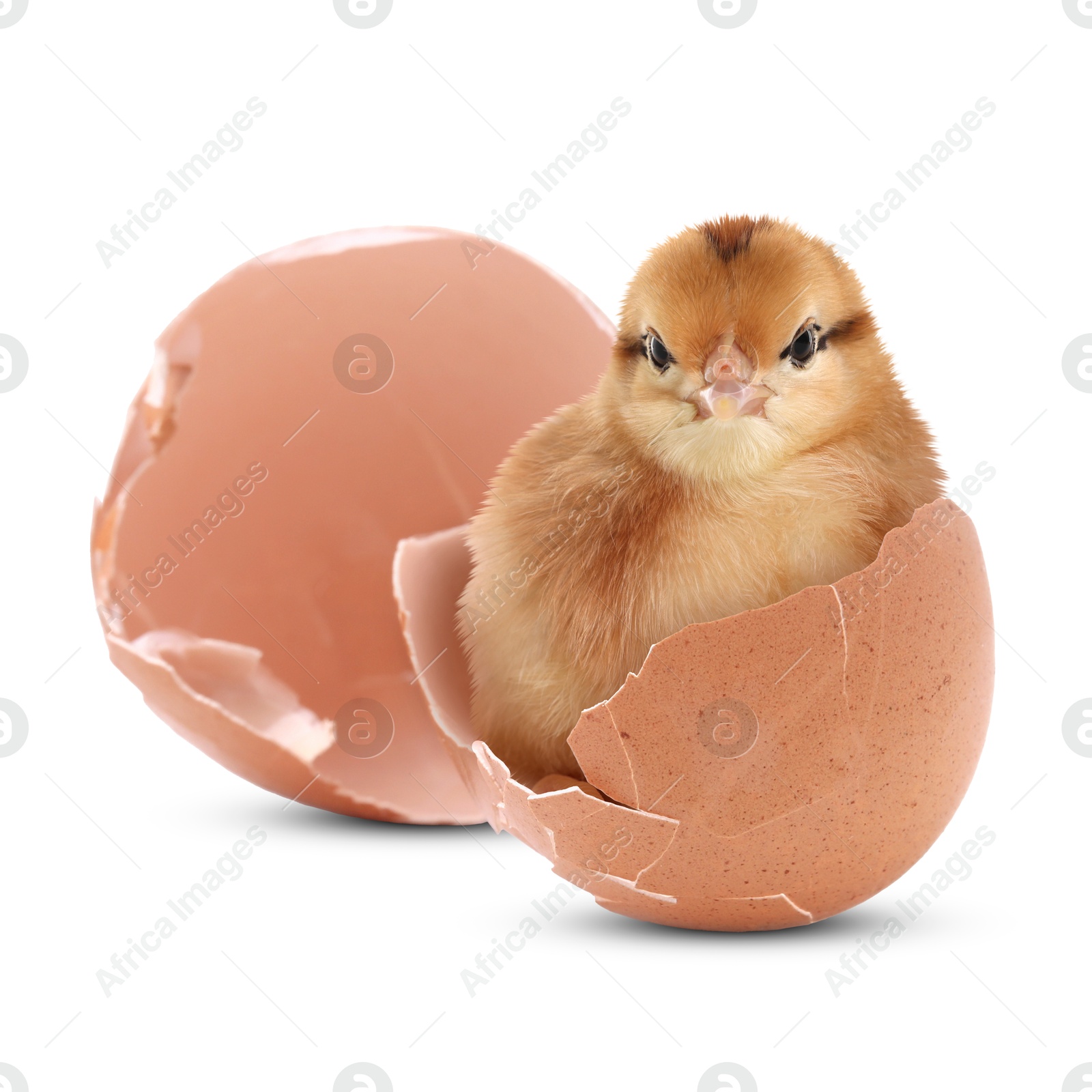 Image of Cute fluffy chick hatched from egg on white background