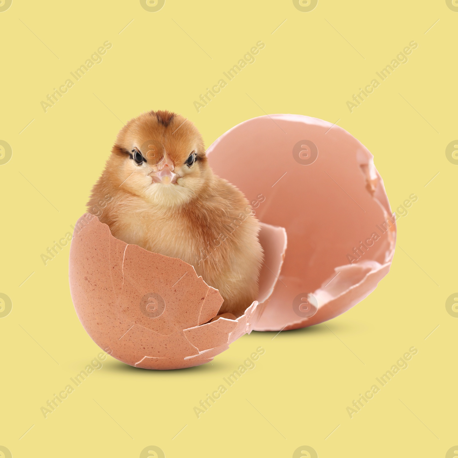 Image of Cute fluffy chick hatched from egg on yellow background