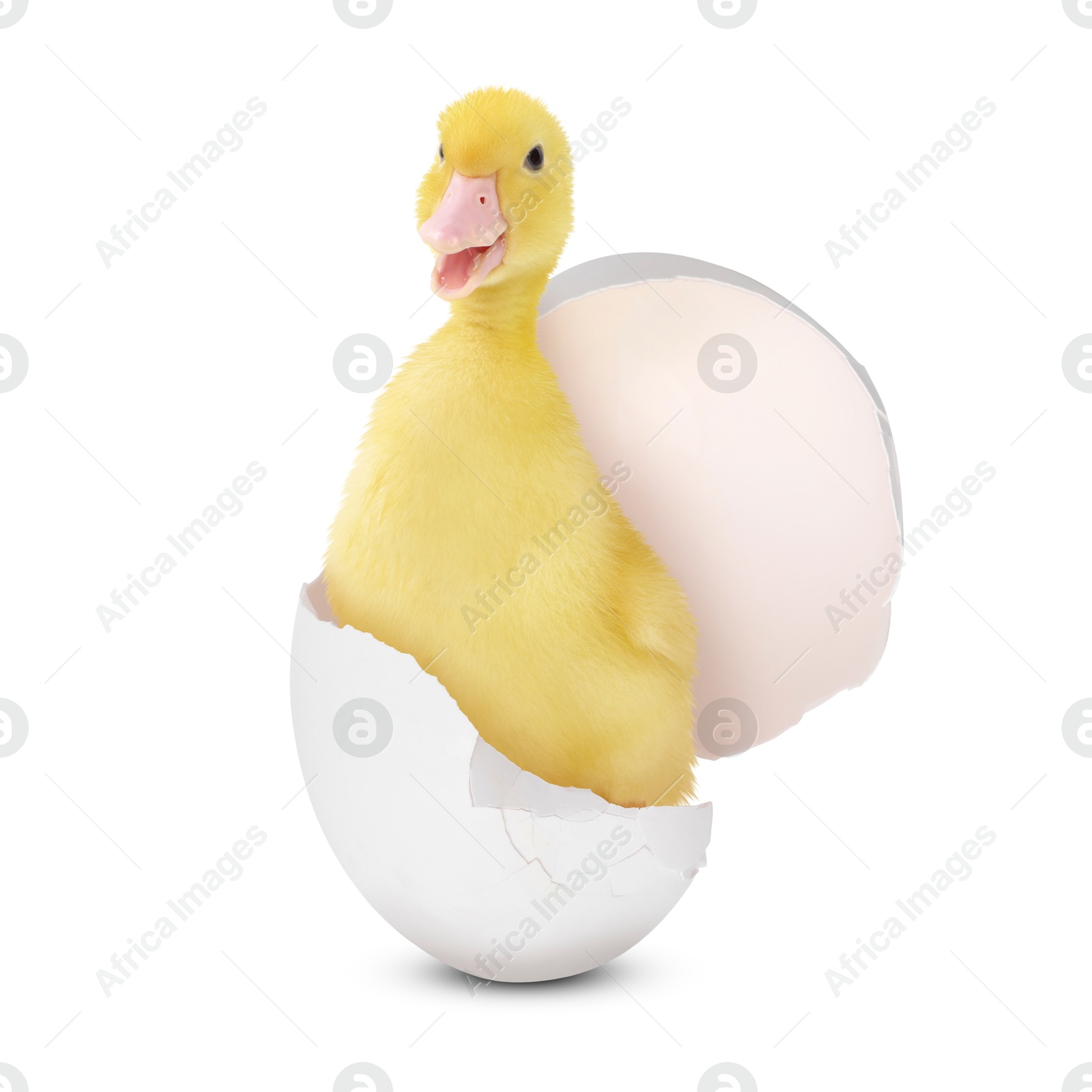 Image of Cute fluffy gosling hatched from egg on white background