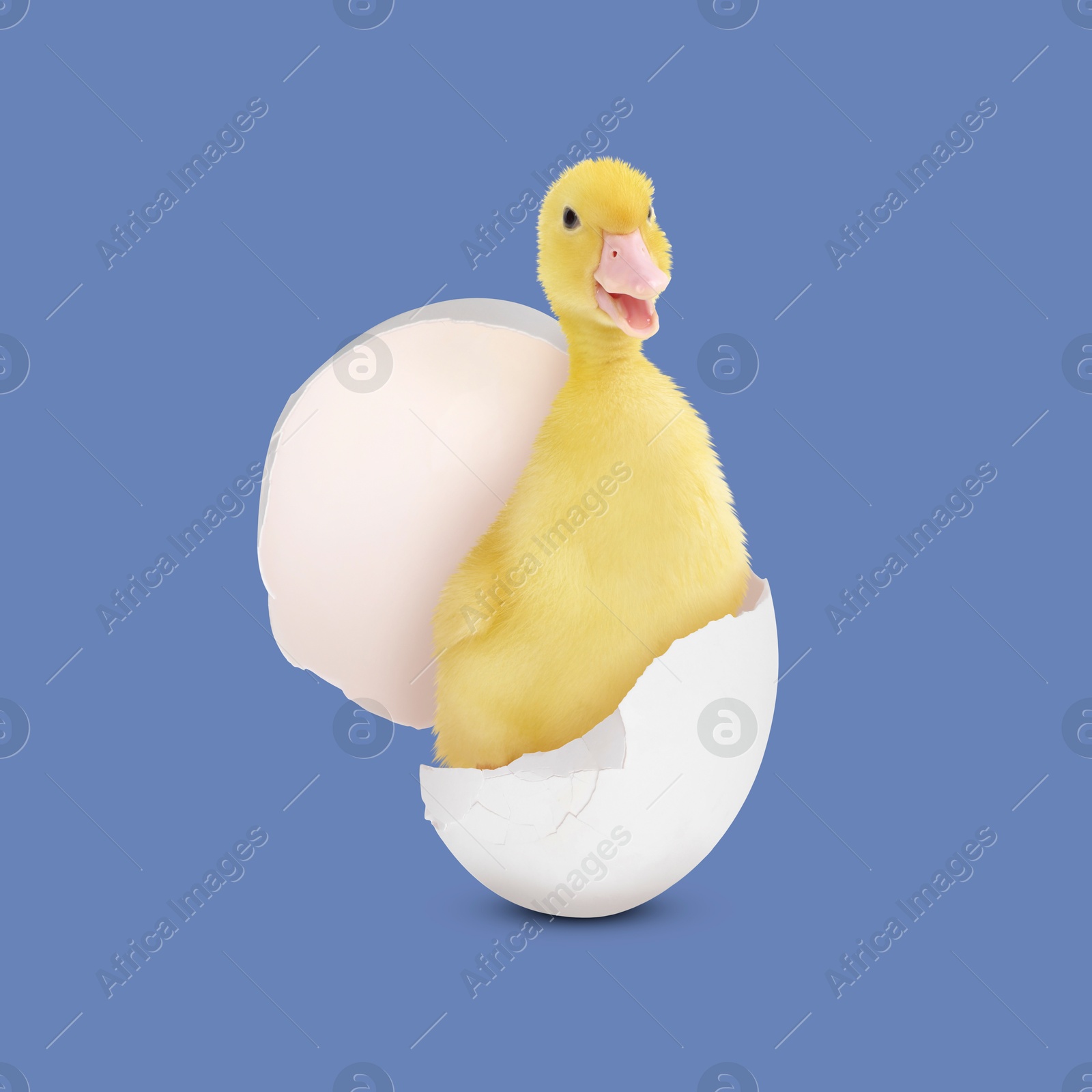 Image of Cute fluffy gosling hatched from egg on pale blue background