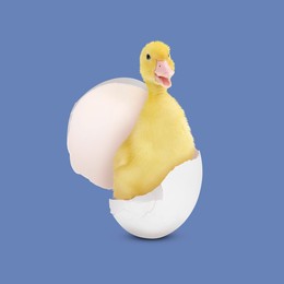 Image of Cute fluffy gosling hatched from egg on pale blue background