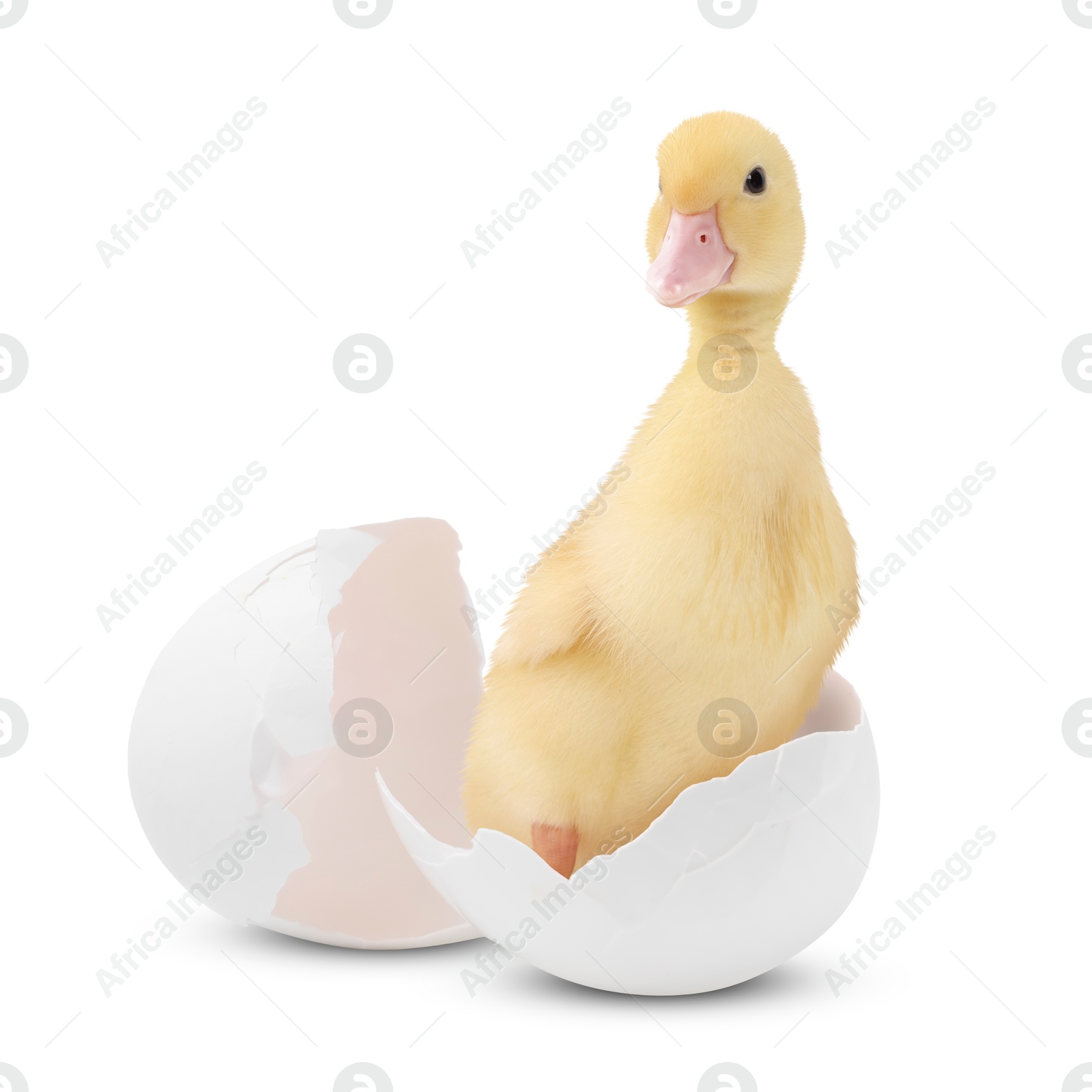 Image of Cute fluffy gosling hatched from egg on white background