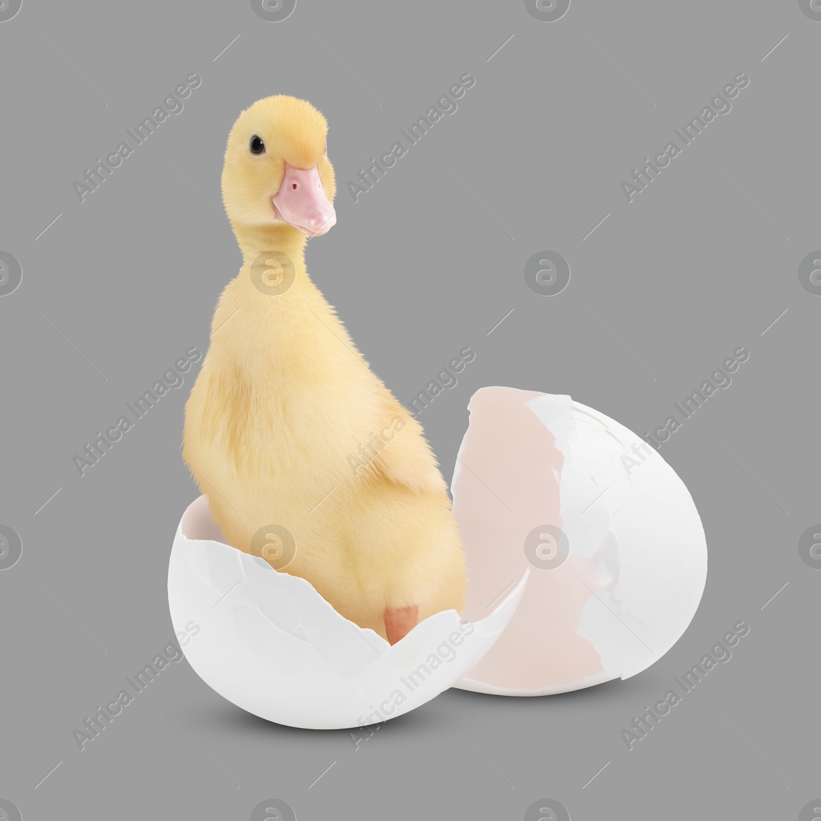 Image of Cute fluffy gosling hatched from egg on grey background