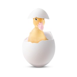 Image of Cute fluffy gosling hatched from egg on white background