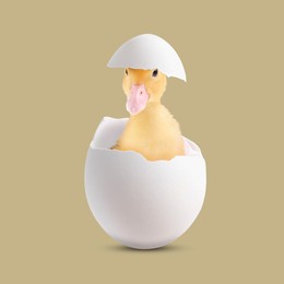 Image of Cute fluffy gosling hatched from egg on dark beige background