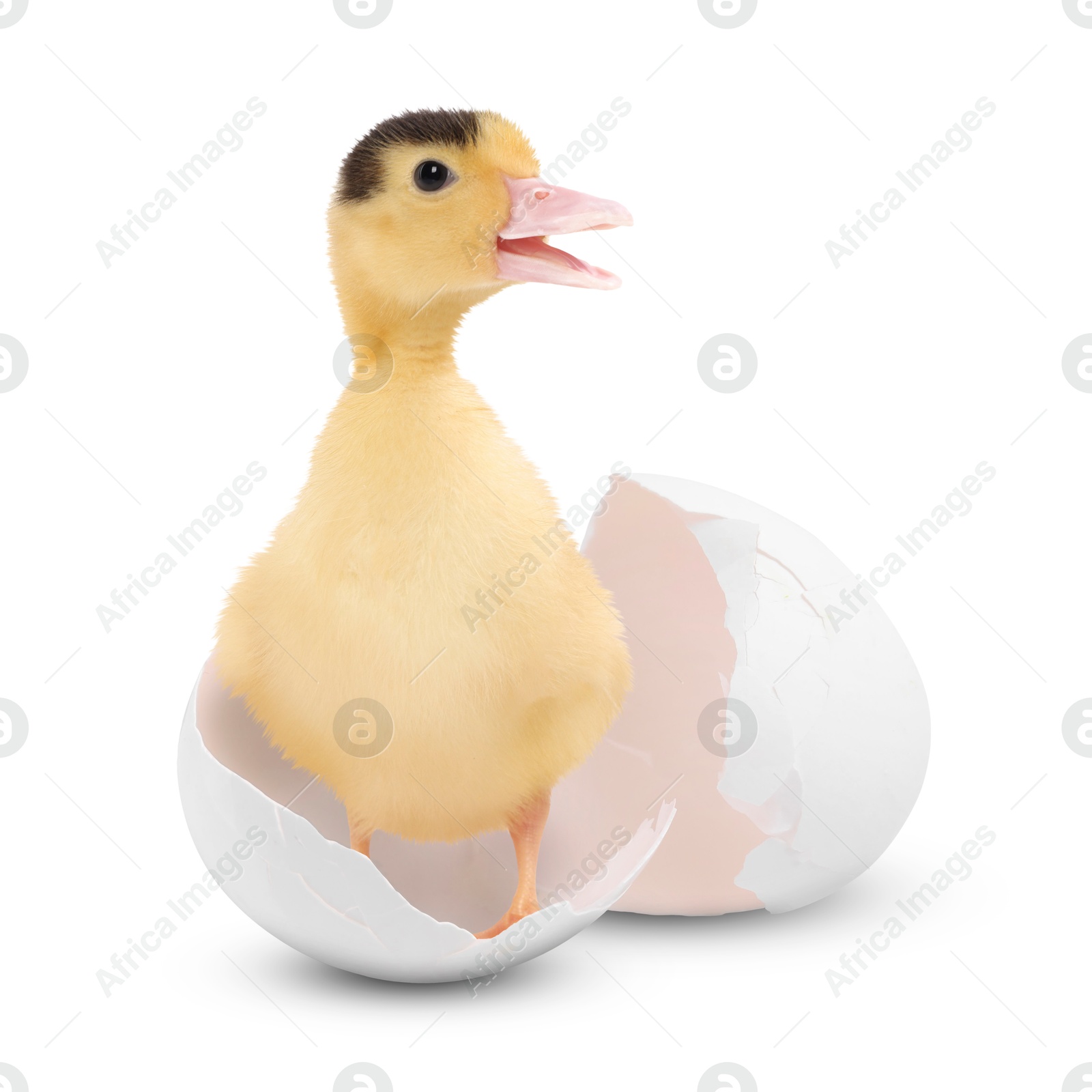 Image of Cute fluffy gosling hatched from egg on white background