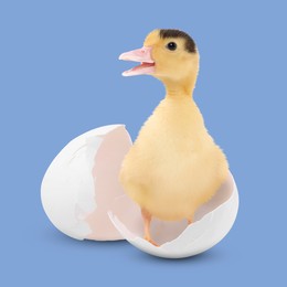 Image of Cute fluffy gosling hatched from egg on light blue background