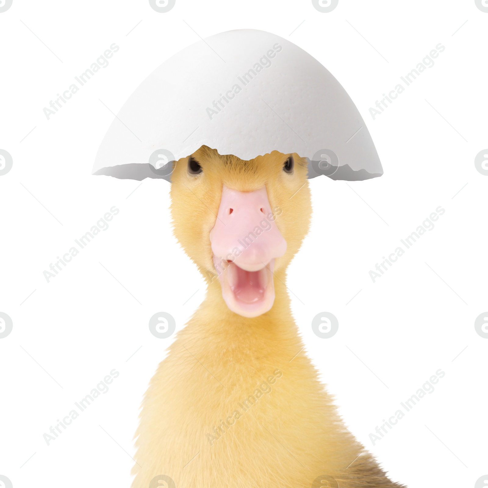 Image of Cute fluffy gosling hatched from egg on white background