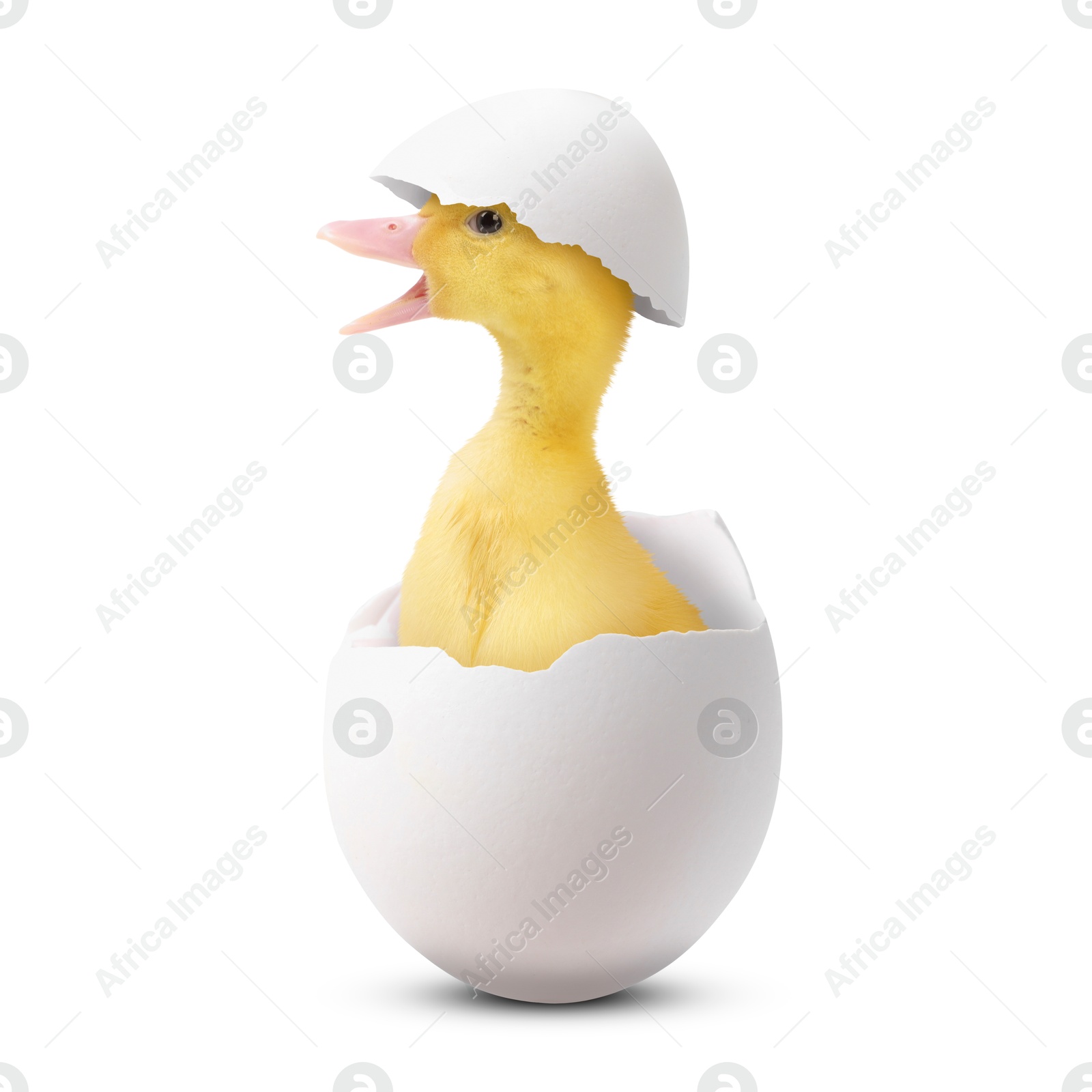 Image of Cute fluffy gosling hatched from egg on white background